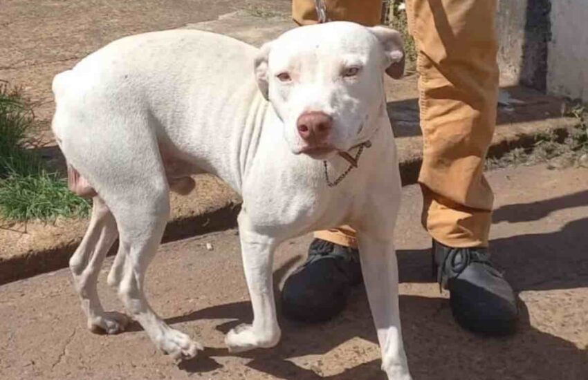Dopo aver messo in salvo i suoi umani durante un incendio, il cane Thor scompare nel nulla. Ma il finale è a lieto fine.