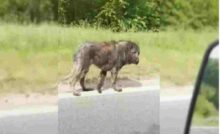 Un cane randagio, ferito e trasandato, viene evitato da tutti lungo un'autostrada. Ma un uomo lo segue per ore e gli salva la vita.