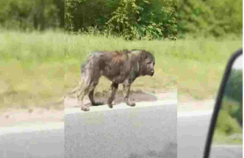 Un cane randagio, ferito e trasandato, viene evitato da tutti lungo un'autostrada. Ma un uomo lo segue per ore e gli salva la vita.