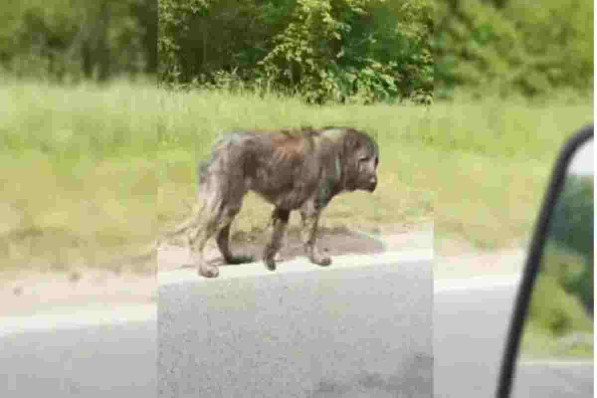 Un cane randagio, ferito e trasandato, viene evitato da tutti lungo un'autostrada. Ma un uomo lo segue per ore e gli salva la vita.