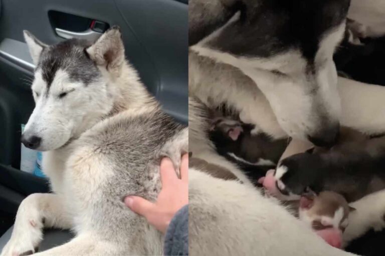 Un Siberian Husky abbandonato sotto la pioggia viene salvato in autostrada. Un anno dopo, vive amata e circondata dai suoi cuccioli.