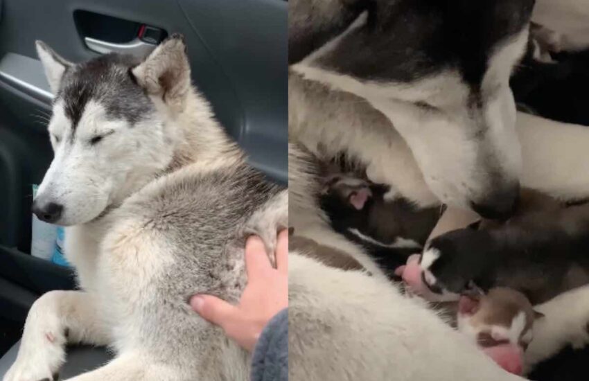 Un Siberian Husky abbandonato sotto la pioggia viene salvato in autostrada. Un anno dopo, vive amata e circondata dai suoi cuccioli.