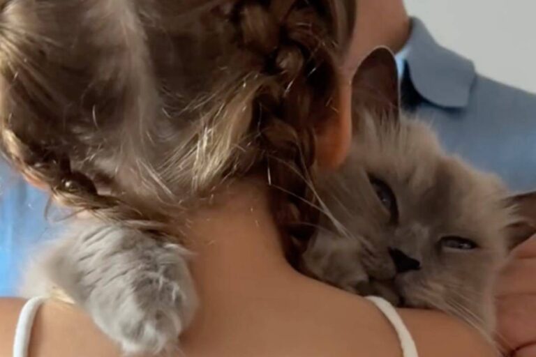 Una bambina piange, il gatto di casa corre da lei e la consola con un abbraccio: la clip su TikTok commuove il mondo.