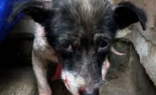Salvato in condizioni disperate a Bali, Romeo ha commosso migliaia di persone con la sua incredibile trasformazione grazie all’amore dei volontari.