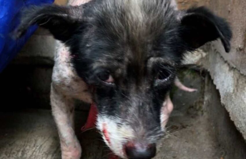 Salvato in condizioni disperate a Bali, Romeo ha commosso migliaia di persone con la sua incredibile trasformazione grazie all’amore dei volontari.