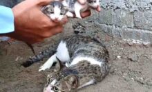 Travolta mentre cercava cibo, mamma gatta è stata trovata incosciente. I suoi quattro cuccioli neonati l’attendevano affamati e soli. Ma lei ha scelto di non arrendersi.