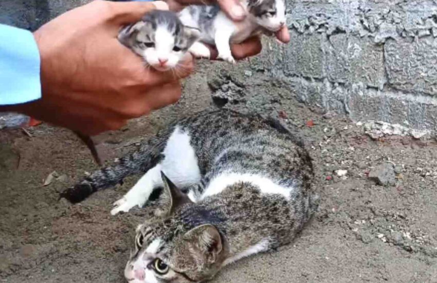 Travolta mentre cercava cibo, mamma gatta è stata trovata incosciente. I suoi quattro cuccioli neonati l’attendevano affamati e soli. Ma lei ha scelto di non arrendersi.