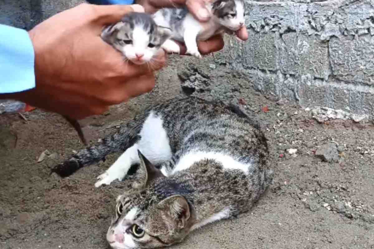 Travolta mentre cercava cibo, mamma gatta è stata trovata incosciente. I suoi quattro cuccioli neonati l’attendevano affamati e soli. Ma lei ha scelto di non arrendersi.