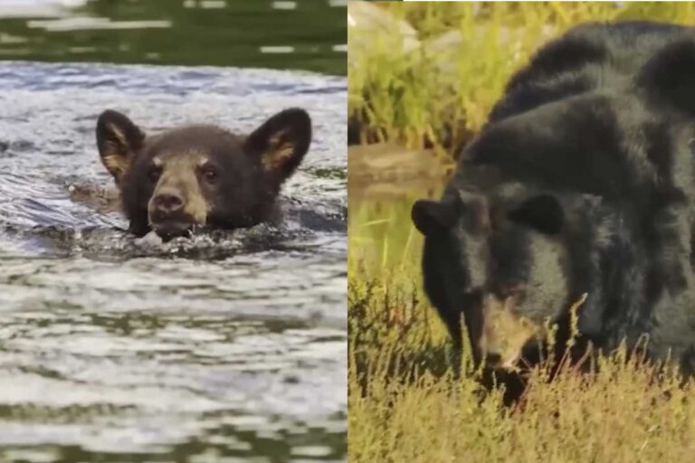 Ferita e disperata, un’orsa si avvicina a un uomo per salvare il suo cucciolo in pericolo di vita nel fiume. Un gesto che ha commosso il mondo.