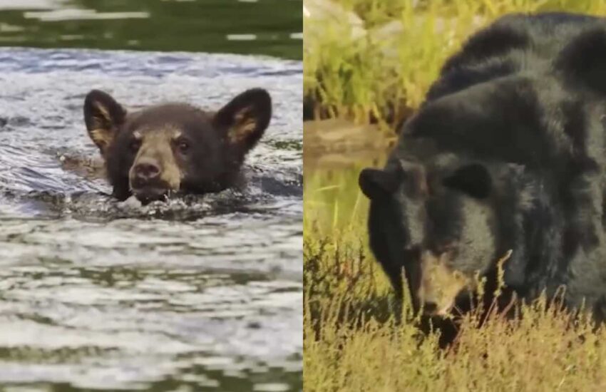 Ferita e disperata, un’orsa si avvicina a un uomo per salvare il suo cucciolo in pericolo di vita nel fiume. Un gesto che ha commosso il mondo.
