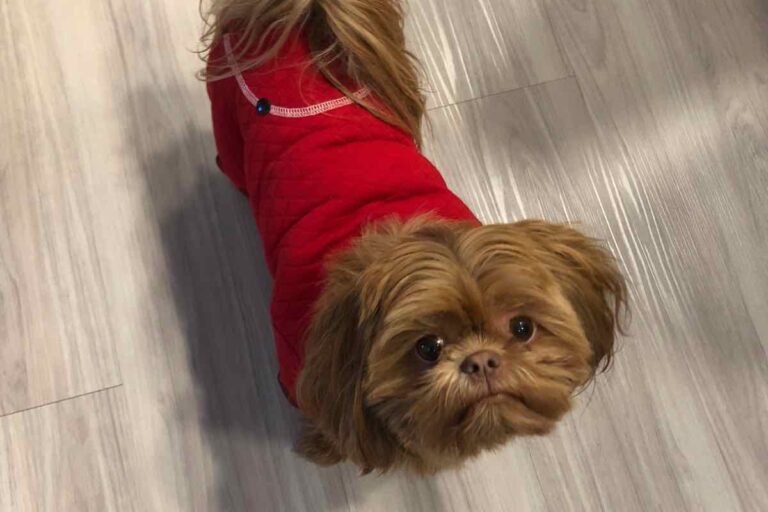 Il cucciolo Maple entra in casa tra proteste e diffidenza, ma conquista il cuore del suo papà umano in modo inaspettato.