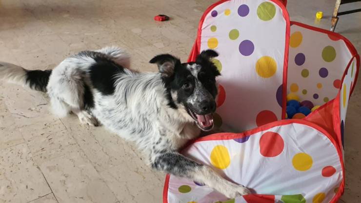 I suoi occhi raccontano dolore e abbandono, ma Matilde continua a cercare chi le doni una vera casa e la felicità che non ha mai conosciuto.