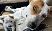 Lanciati da un’auto in corsa, sei cuccioli e la loro madre sono stati abbandonati. Solo tre si sono salvati. Si cerca il responsabile.