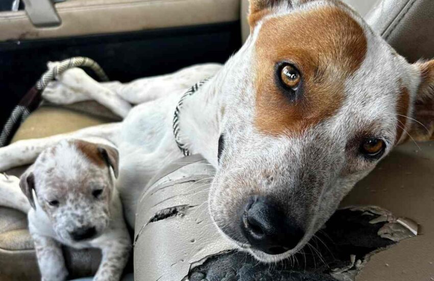 Lanciati da un’auto in corsa, sei cuccioli e la loro madre sono stati abbandonati. Solo tre si sono salvati. Si cerca il responsabile.