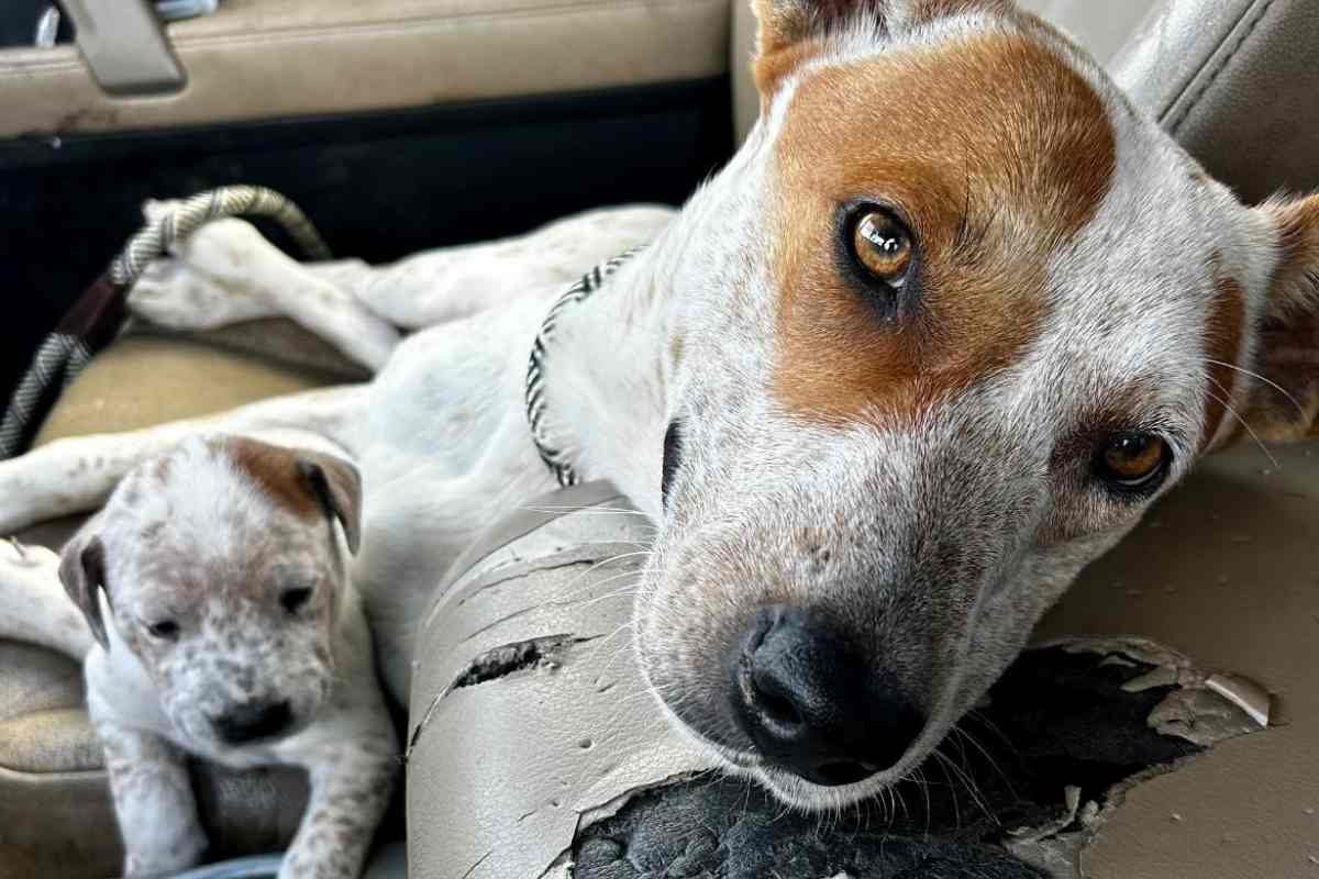 Lanciati da un’auto in corsa, sei cuccioli e la loro madre sono stati abbandonati. Solo tre si sono salvati. Si cerca il responsabile.