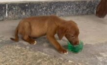 Un cane spaventato trovato sotto un’auto a Rio è diventato il protagonista di un video commovente che ha conquistato milioni di persone online.