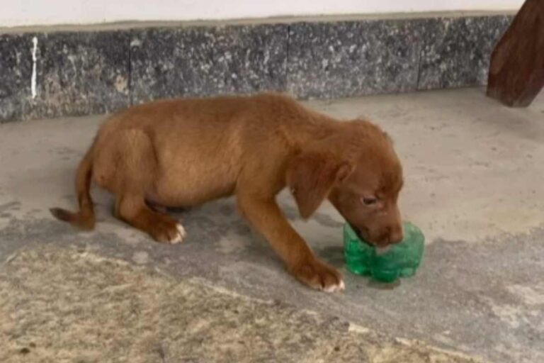Un cane spaventato trovato sotto un’auto a Rio è diventato il protagonista di un video commovente che ha conquistato milioni di persone online.
