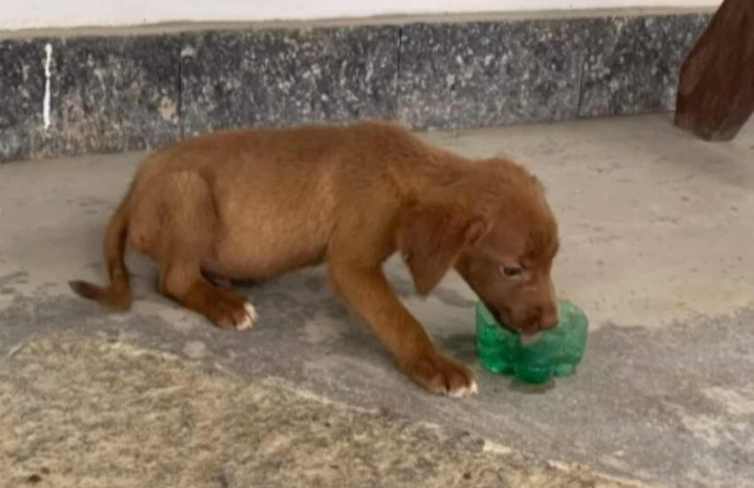 Un cane spaventato trovato sotto un’auto a Rio è diventato il protagonista di un video commovente che ha conquistato milioni di persone online.