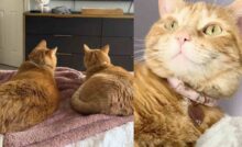 Prima Diggle, poi Nala: due gatti arancioni trovano ciascuno la propria casa adottiva. E i loro umani, sconosciuti tra loro, finiscono per innamorarsi.