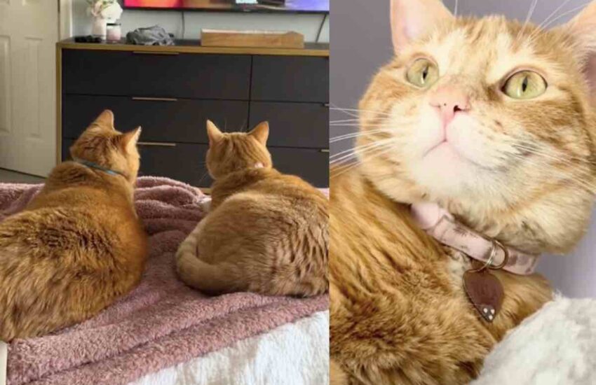 Prima Diggle, poi Nala: due gatti arancioni trovano ciascuno la propria casa adottiva. E i loro umani, sconosciuti tra loro, finiscono per innamorarsi.