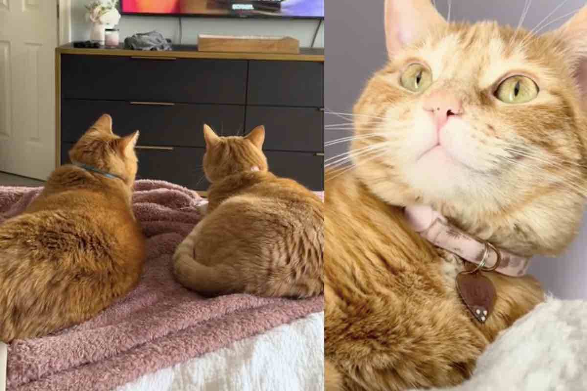 Prima Diggle, poi Nala: due gatti arancioni trovano ciascuno la propria casa adottiva. E i loro umani, sconosciuti tra loro, finiscono per innamorarsi.