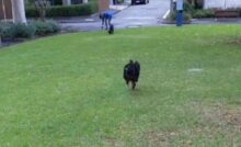 Il video di Olive, un Bovaro del Bernese, che attende ogni giorno la sua amica a quattro zampe, è diventato virale e ha commosso il web.