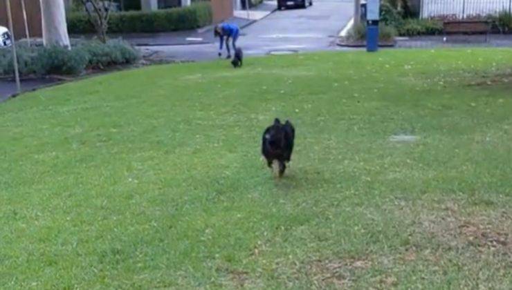 Il video di Olive, un Bovaro del Bernese, che attende ogni giorno la sua amica a quattro zampe, è diventato virale e ha commosso il web.