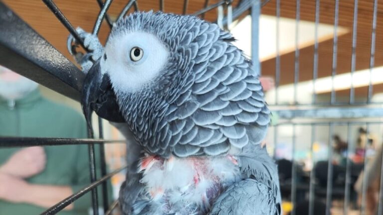 Volato via nel 2018, il pappagallo cenerino è stato ritrovato tra i cavalli a Villasanta e riconsegnato al suo proprietario grazie a un codice identificativo.