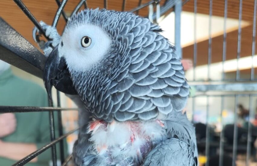 Volato via nel 2018, il pappagallo cenerino è stato ritrovato tra i cavalli a Villasanta e riconsegnato al suo proprietario grazie a un codice identificativo.