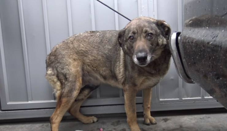 Scoperta sola e in lacrime dietro un furgone, Rain ha ritrovato fiducia e amore grazie a un gesto di salvataggio che ha commosso tutti.