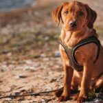 Il cane non lasciava la panetteria: le telecamere spiegano il motivo