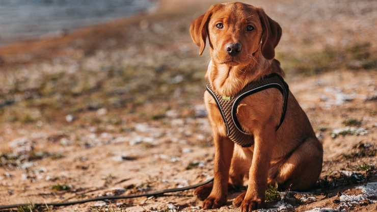 Labrador rapito in auto riesce a fuggire e torna a casa da solo