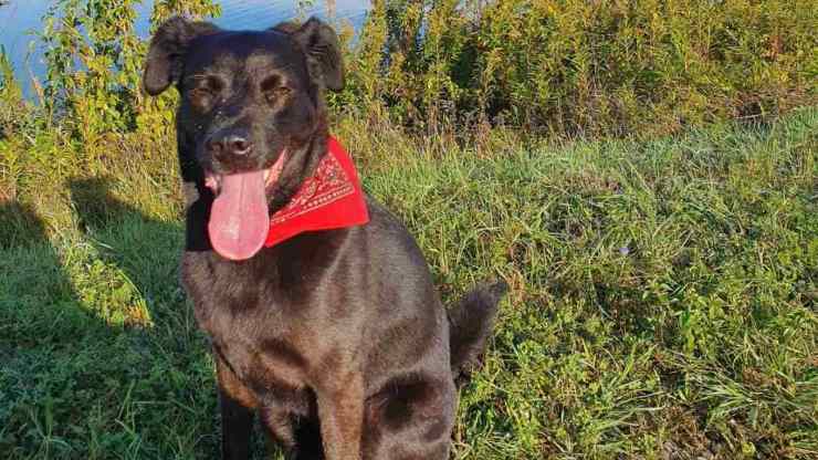 Scomparsa nel nulla da due anni: Rona, la cagnolina che il suo papà non smette di cercare