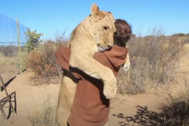 Rifiutata dal branco e vicina alla morte, una leonessa trova nell'uomo il suo salvatore. Ora è pronta a tornare in libertà, ma non dimentica chi le ha dato la vita.