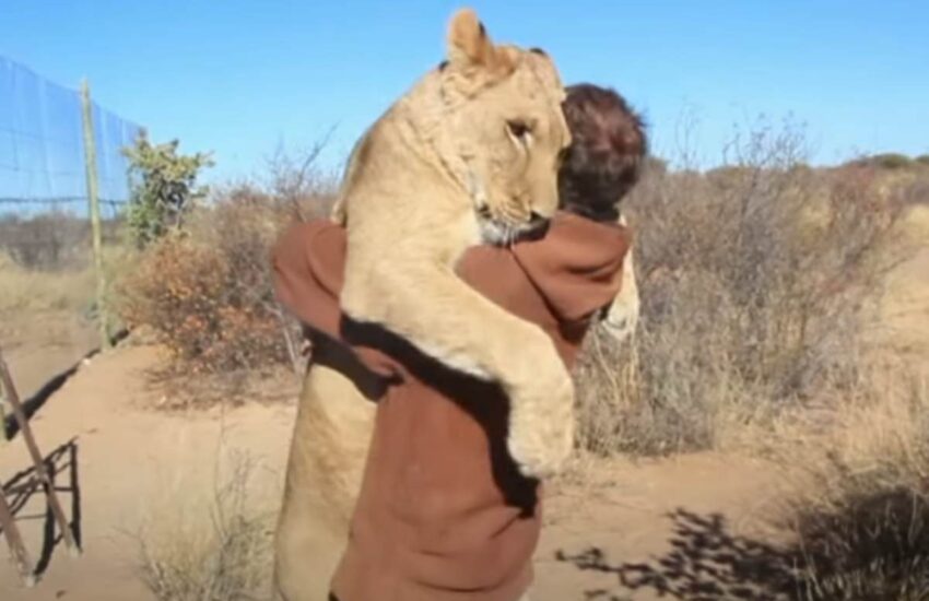 Rifiutata dal branco e vicina alla morte, una leonessa trova nell'uomo il suo salvatore. Ora è pronta a tornare in libertà, ma non dimentica chi le ha dato la vita.