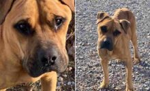 Rimasto solo dopo il trasloco dei suoi padroni, Wilbur ha vagato affamato per giorni. Ora ha una casa, una famiglia e quattro fratelli a quattro zampe.