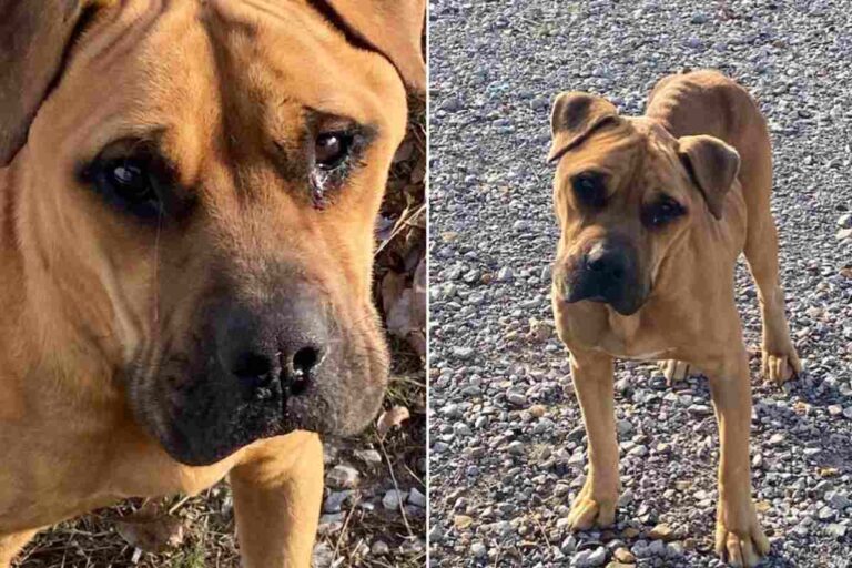 Rimasto solo dopo il trasloco dei suoi padroni, Wilbur ha vagato affamato per giorni. Ora ha una casa, una famiglia e quattro fratelli a quattro zampe.