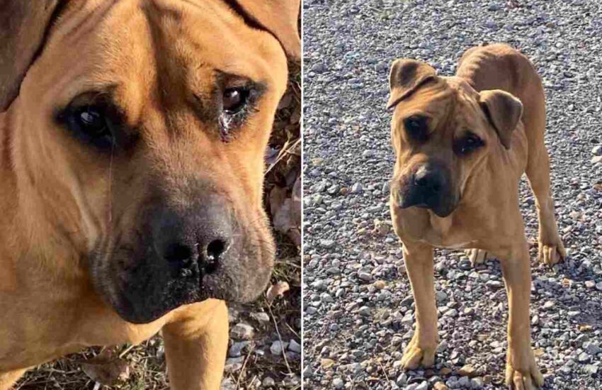 Rimasto solo dopo il trasloco dei suoi padroni, Wilbur ha vagato affamato per giorni. Ora ha una casa, una famiglia e quattro fratelli a quattro zampe.