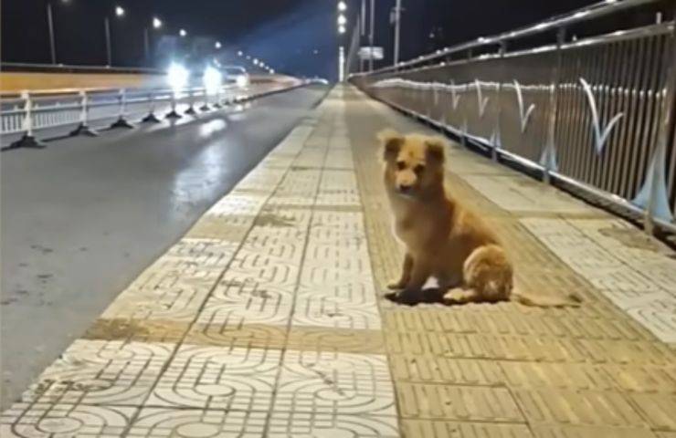 Abbandonato sul viadotto, ha atteso per oltre due mesi sotto il sole e la pioggia. Nessuno è tornato. Ora ha una nuova casa.