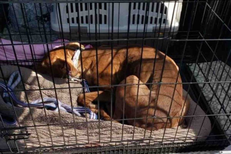 Mocha, una cagnolina terrorizzata dagli esseri umani, stava per essere soppressa. Poi, una lettera ha toccato il cuore di tutti e ha cambiato il suo destino.