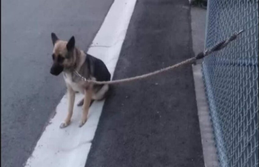 Per giorni ha guardato l’orizzonte, certa che il suo umano sarebbe tornato. Ma chi l’ha abbandonata non è mai più comparso.