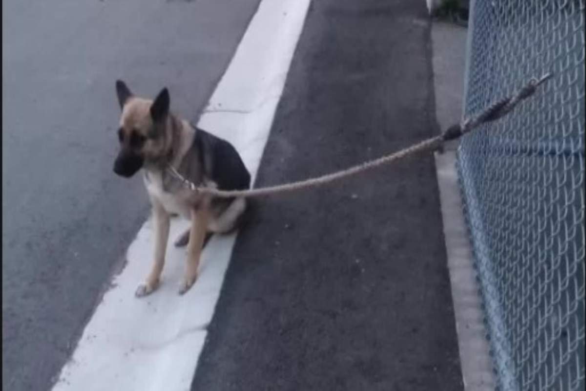 Per giorni ha guardato l’orizzonte, certa che il suo umano sarebbe tornato. Ma chi l’ha abbandonata non è mai più comparso.