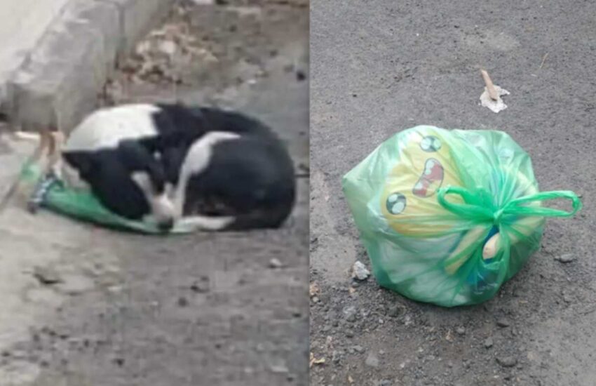 Trovata accoccolata sopra una busta di plastica, per tre giorni ha atteso i suoi umani. Ora ha finalmente una casa e una nuova vita felice.