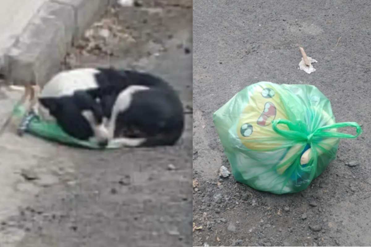 Trovata accoccolata sopra una busta di plastica, per tre giorni ha atteso i suoi umani. Ora ha finalmente una casa e una nuova vita felice.