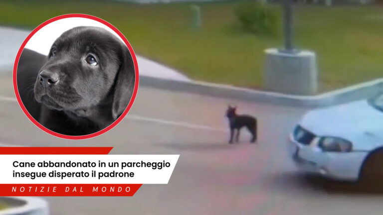Un cucciolo lasciato in un parcheggio insegue disperatamente l’auto dei suoi padroni. Il video spezza il cuore e fa il giro dei social.