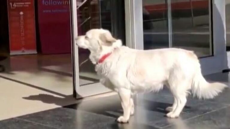 Ricoverato d’urgenza, il padrone è stato lontano giorni. Ma il cane Gyongy ha vegliato ogni mattina davanti all’ospedale in attesa del suo ritorno.