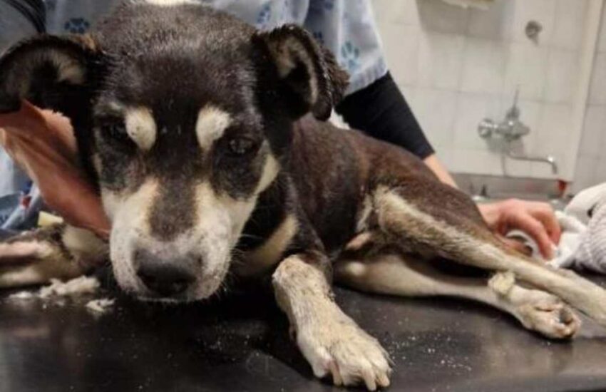 Una famiglia del New Mexico viene fermata dalla polizia mentre corre verso un veterinario d’urgenza. Pistole puntate e manette: il cane non sopravvive.