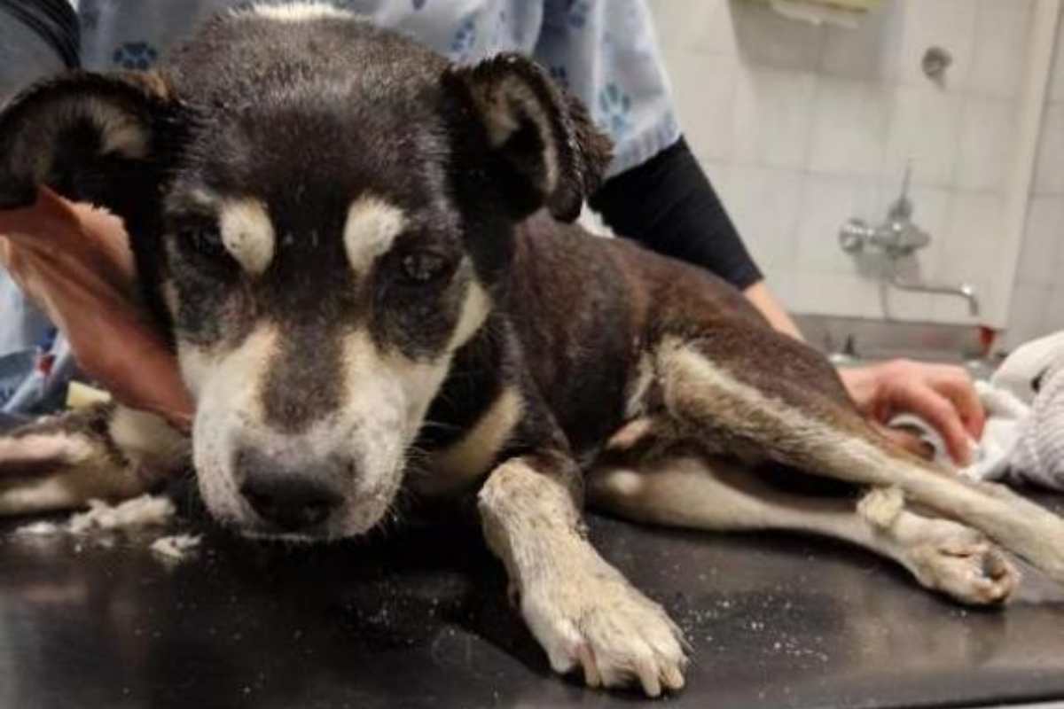 Una famiglia del New Mexico viene fermata dalla polizia mentre corre verso un veterinario d’urgenza. Pistole puntate e manette: il cane non sopravvive.