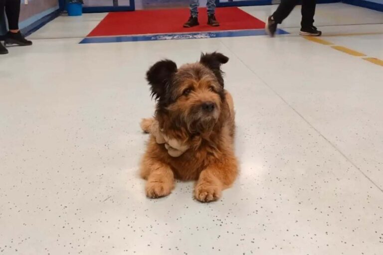 Con gelo e pazienza, ha atteso l’uscita del suo umano per ore. A Perugia, un cane ha commosso un’intera città con la sua lealtà.