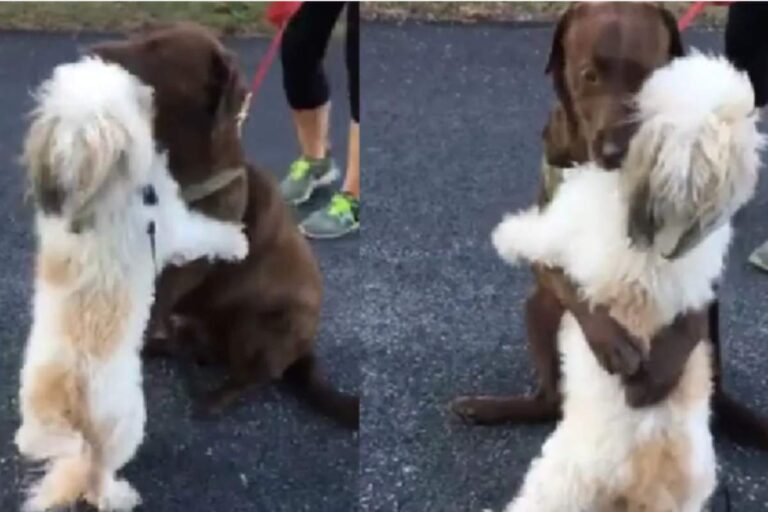 Separati per un lungo periodo, due cani si rivedono e si abbracciano: un gesto carico di emozione che ha toccato milioni di cuori.